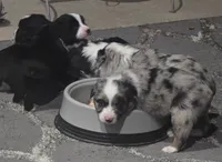 Starlight, a female Miniature Australian Shepherd for sale in Point, TX – 4 of 10