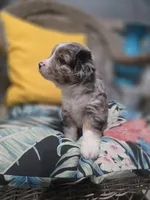 Maverick , a male Miniature Australian Shepherd for sale in Point, TX – 9 of 10