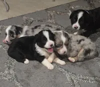 Blaze, a male Toy Australian Shepherd for sale in Point, TX – 3 of 10