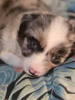 Starlight, a female Miniature Australian Shepherd for sale in Point, TX – 10 of 10