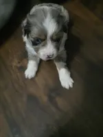 Starlight, a female Miniature Australian Shepherd for sale in Point, TX – 9 of 10