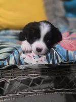 Blaze, a male Toy Australian Shepherd for sale in Point, TX – 9 of 10