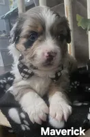 Maverick , a male Miniature Australian Shepherd for sale in Point, TX – 3 of 10