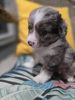 Maverick , a male Miniature Australian Shepherd for sale in Point, TX – 7 of 10