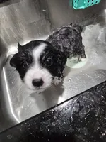 Blaze, a male Toy Australian Shepherd for sale in Point, TX – 4 of 10