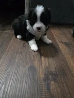 Blaze, a male Toy Australian Shepherd for sale in Point, TX – 5 of 10