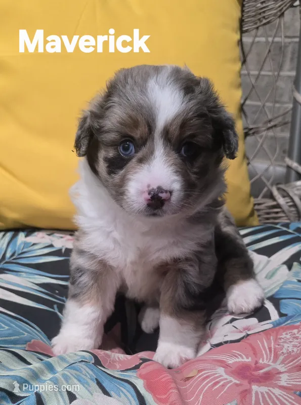 Maverick  – Miniature Australian Shepherd puppy for sale in Point, TX