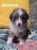 Maverick , a male Miniature Australian Shepherd for sale in Point, TX – 1 of 10