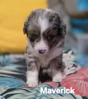 Maverick , a male Miniature Australian Shepherd for sale in Point, TX – 4 of 10