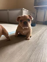 Belle, a female French Bulldog for sale in Fort Worth, TX – Photo 6 of 6