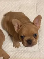 Belle, a female French Bulldog for sale in Fort Worth, TX – Photo 3 of 6