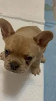 Belle, a female French Bulldog for sale in Fort Worth, TX – Photo 2 of 6