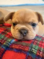 Belle, a female French Bulldog for sale in Fort Worth, TX – Photo 5 of 6