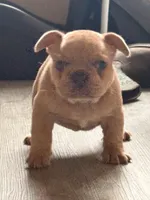 Belle, a female French Bulldog for sale in Fort Worth, TX – Photo 4 of 6