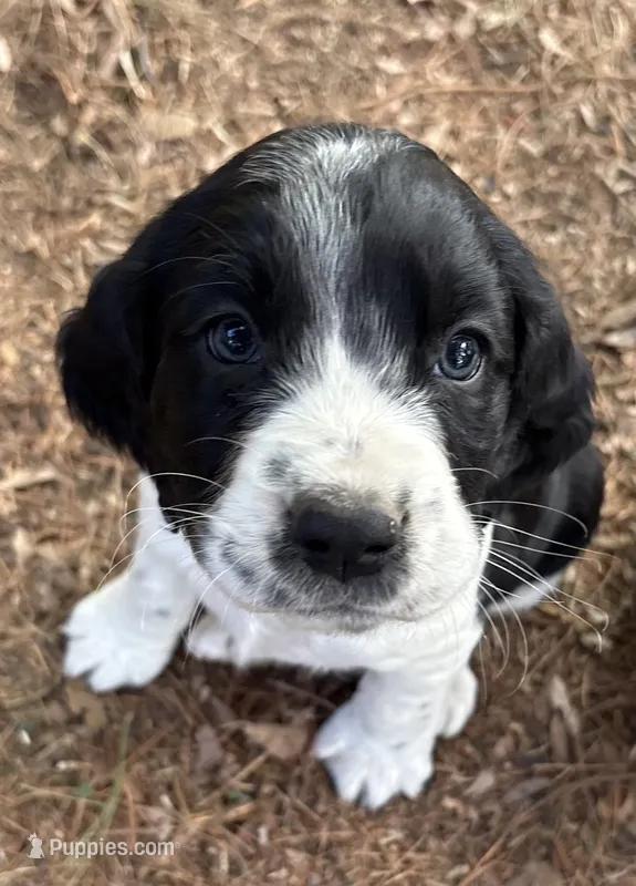 English Springer Spaniel Pup #1 – English Springer Spaniel puppy for sale in Scales Mound, IL