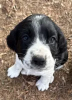 English Springer Spaniel Pup #1, a male English Springer Spaniel for sale in Scales Mound, IL – 1 of 1
