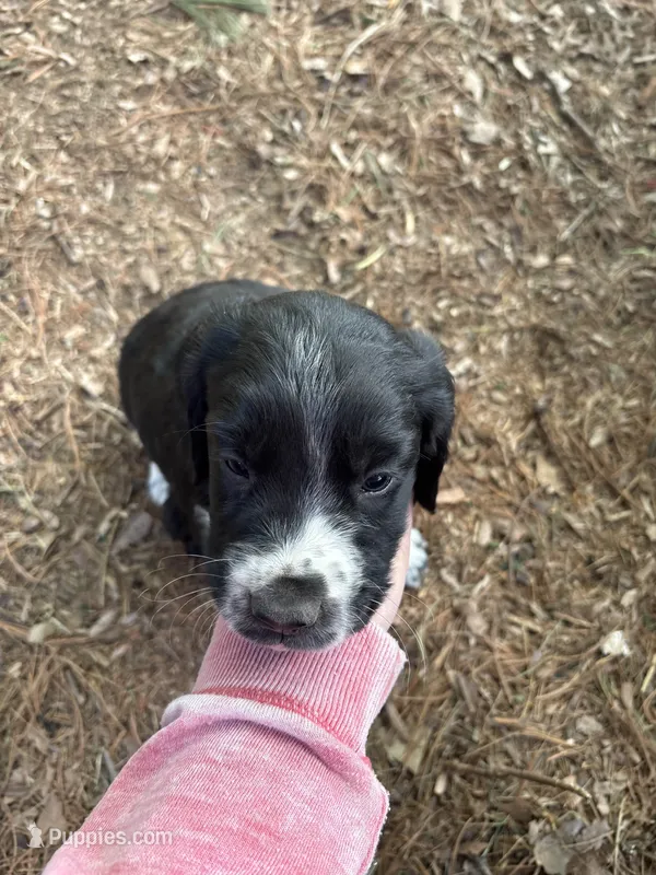 Puppy #3 – English Springer Spaniel puppy for sale in Scales Mound, IL