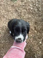 Puppy #3, a male English Springer Spaniel for sale in Scales Mound, IL – 1 of 1