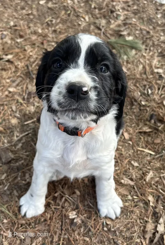 Puppy #2 – English Springer Spaniel puppy for sale in Scales Mound, IL