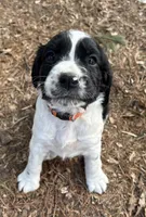 Puppy #2, a male English Springer Spaniel for sale in Scales Mound, IL – 1 of 1
