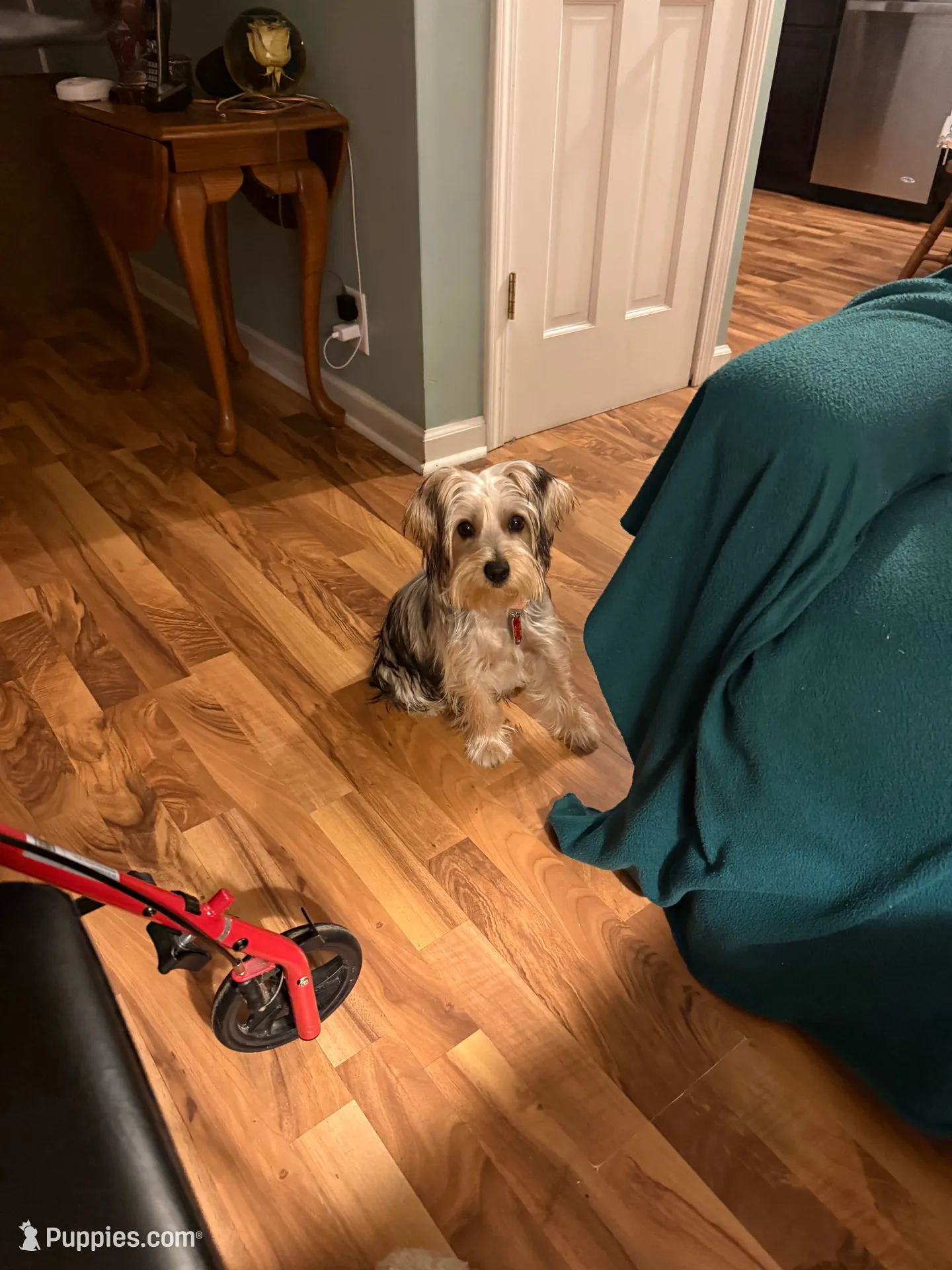 Rosie , a female Yorkshire Terrier for sale in Marion, OH – 1 of 1