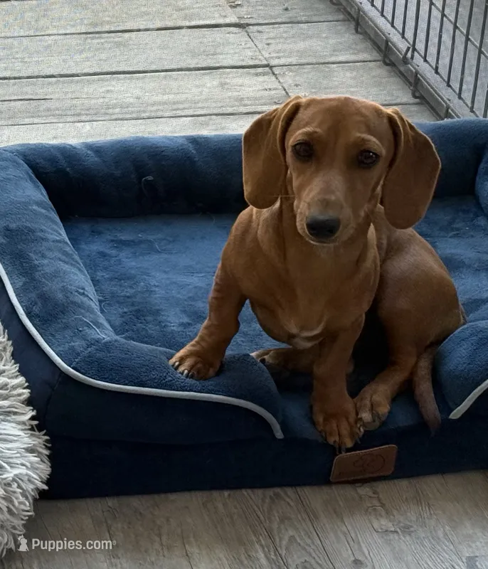 Baby girl  – Dachshund puppy for sale in Fair Oaks, CA