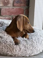 Junior , a male Dachshund for sale in Fair Oaks, CA – 2 of 2