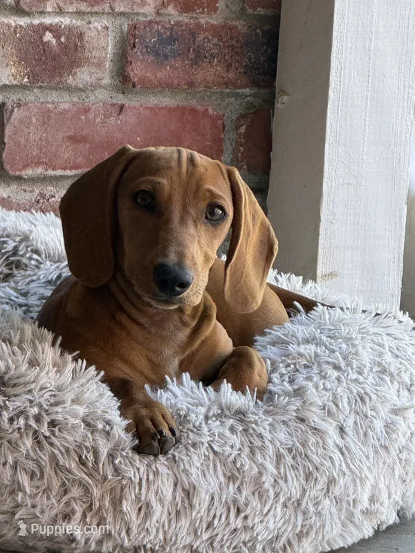 Junior  – Dachshund puppy for sale in Fair Oaks, CA