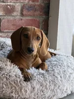 Junior , a male Dachshund for sale in Fair Oaks, CA – 1 of 2