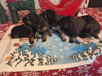 The brady Bunch, a male German Shepherd Dog for sale in Normal, IL – Photo 1 of 6