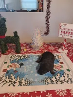 The brady Bunch, a male German Shepherd Dog for sale in Normal, IL – Photo 6 of 6