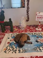 The brady Bunch, a male German Shepherd Dog for sale in Normal, IL – Photo 4 of 6