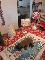 The brady Bunch, a male German Shepherd Dog for sale in Normal, IL – Photo 5 of 6