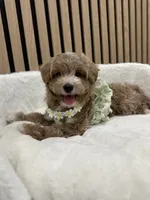 Celine Teacup, a female Maltipoo for sale in Azusa, CA – 3 of 3