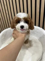 Lucas, a male Cavapoo for sale in Azusa, CA – 3 of 4
