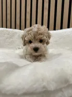 Celine Teacup, a female Maltipoo for sale in Azusa, CA – 3 of 4