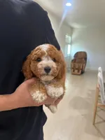 charles, a male Cavapoo for sale in Azusa, CA – 2 of 5