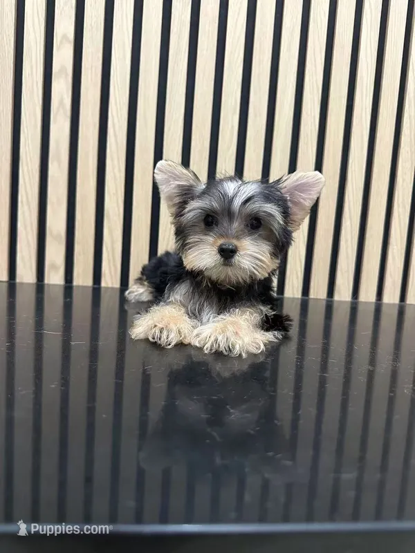 Amy Teacup – Yorkshire Terrier puppy for sale in Azusa, CA