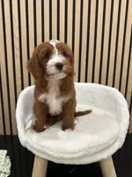 James, a male Cavapoo for sale in Azusa, CA – 2 of 4