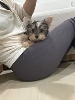 Amy Teacup, a female Yorkshire Terrier for sale in Azusa, CA – 3 of 4