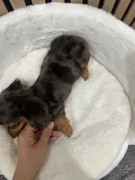 Ben, a male Miniature Dachshund for sale in Azusa, CA – 4 of 4