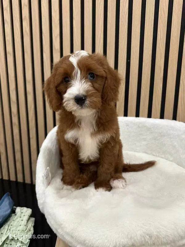 James – Cavapoo puppy for sale in Azusa, CA