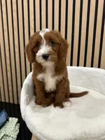 James, a male Cavapoo for sale in Azusa, CA – 1 of 4