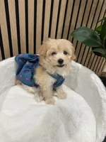 Celine, a female Maltipoo for sale in Azusa, CA – 4 of 4