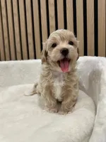 Ben teacup, a male Maltipoo for sale in Azusa, CA – 2 of 4