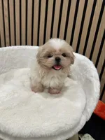 Celine, a female Shih Tzu for sale in Azusa, CA – 1 of 4