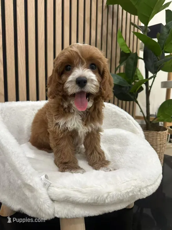 Cherry – Cockapoo puppy for sale in Azusa, CA
