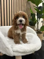 Cherry, a female Cockapoo for sale in Azusa, CA – 1 of 3
