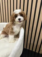 Lucas, a male Cavapoo for sale in Azusa, CA – 2 of 4