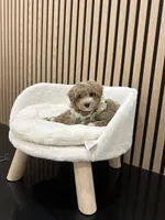 Celine Teacup, a female Maltipoo for sale in Azusa, CA – 2 of 3